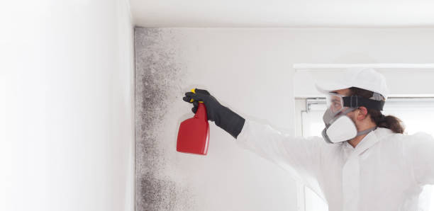 Best Black Mold Remediation in Haviland, NY
