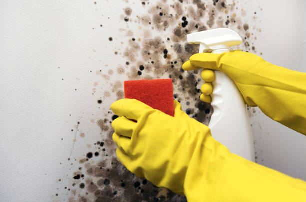Best Commercial Mold Remediation in Haviland, NY